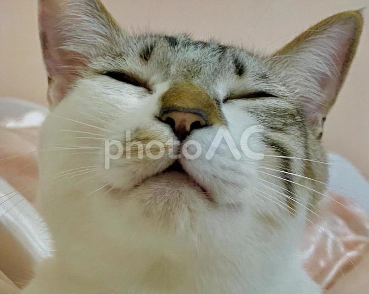 お眠りになられるシャムミックス猫さん シャムトラ,微睡む,正面の写真素材