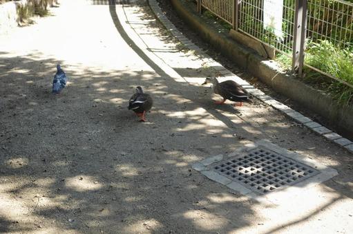 鴨と鳩 鴨と鳩 かも,鴨,はとの写真素材