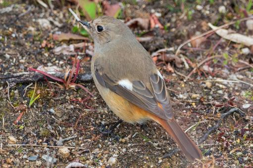 地面に降りたジョウビタキのメス 地面に降りたジョウビタキのメス ジョウビタキ,鳥,野鳥の写真素材