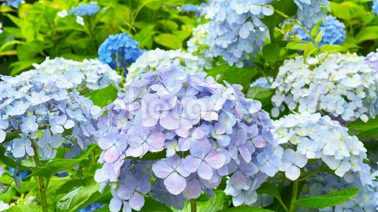 雨に濡れた淡い紫色が美しいアジサイの花 紫陽花,アジサイ,梅雨の写真素材
