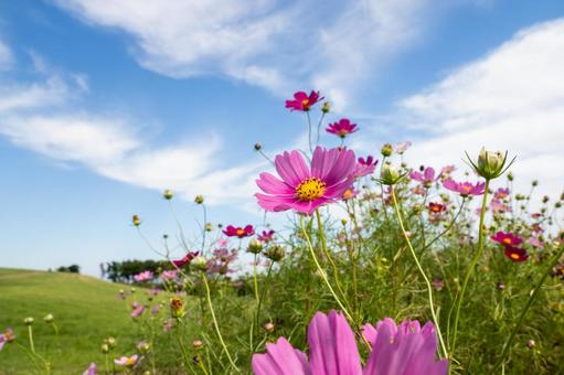 コスモス(44) コスモス(44) 花,コスモス,アキザクラの写真素材