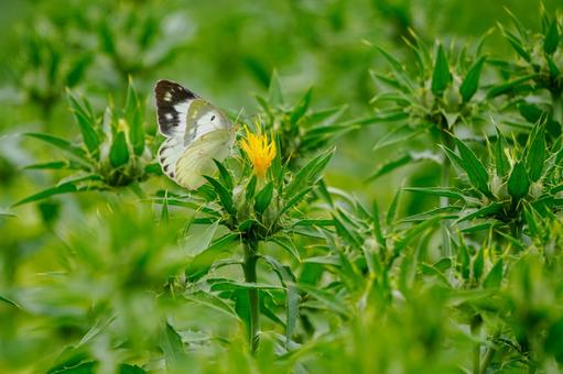Monad butterfly (25), JPG