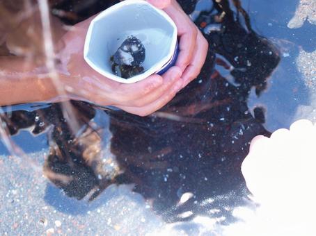 子供の手 子供,手,やどかりの写真素材