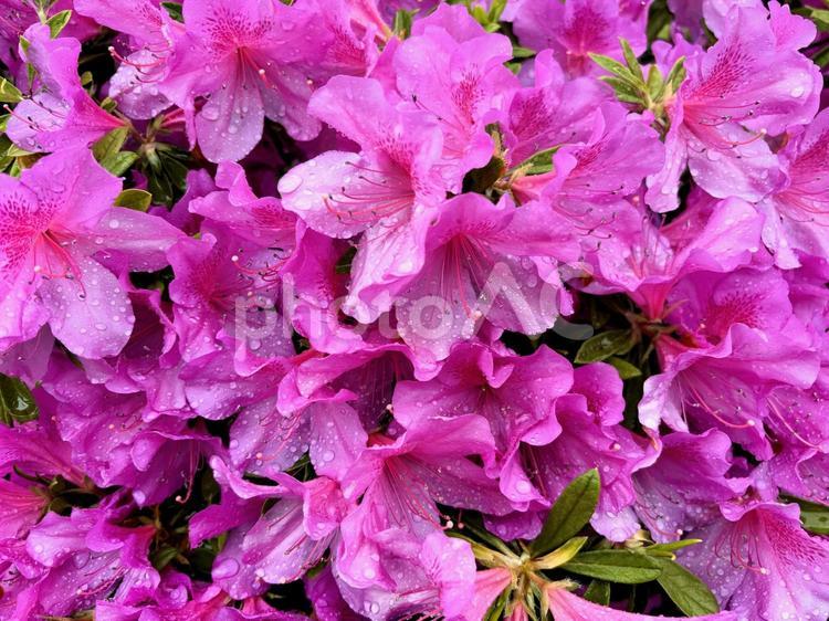 雨の雫を花弁に残す鮮やかなツツジの花 ツツジ,花,雨の写真素材