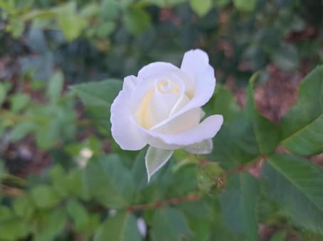 白いバラ 白いバラ 薔薇,白,1本の写真素材