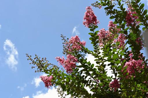 サルスベリ サルスベリ サルスベリ,木,花の写真素材