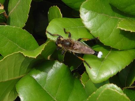 シオヤアブ シオヤアブ,昆虫,虫の写真素材