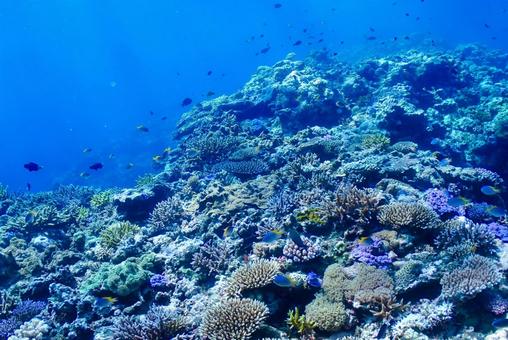 沖縄・西表島 青い海と珊瑚礁 沖縄・西表島 青い海と珊瑚礁 スキューバダイビング,珊瑚礁,ダイビングの写真素材