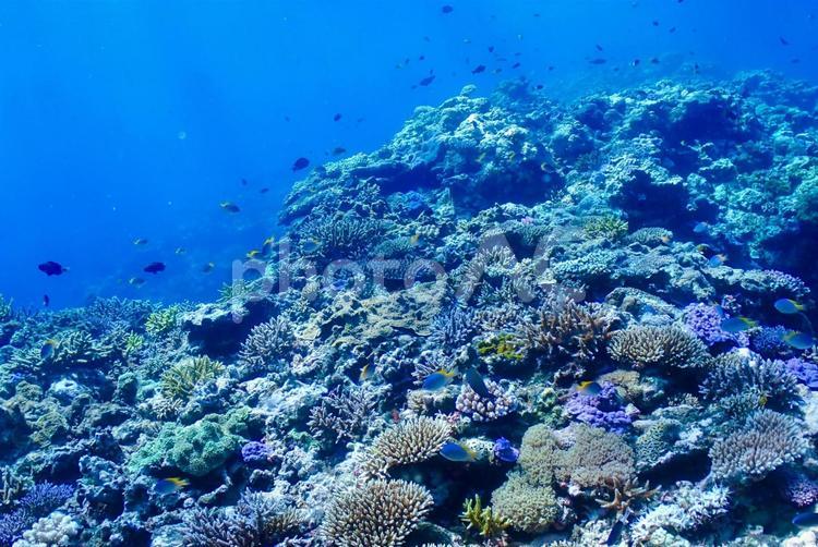 沖縄・西表島　青い海と珊瑚礁 スキューバダイビング,珊瑚礁,ダイビングの写真素材