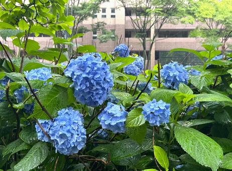 深緑と御池ブルー 深緑と御池ブルー あじさい,雨,梅雨の写真素材