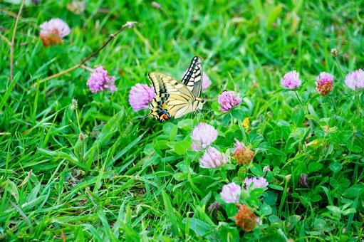 キアゲハチョウ キアゲハ,アゲハチョウ,蝶々の写真素材