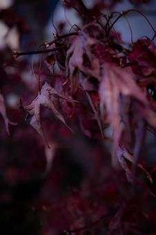 秋の終わりの写真