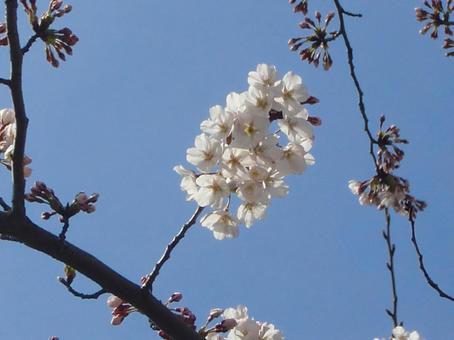 さくらのボケ背景-26 さくらのボケ背景-26 背景,ボケ,さくらの写真素材