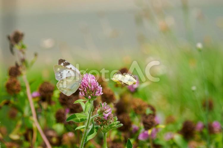 モンキチョウの求愛行動⒃ 蝶,モンキチョウ,昆虫の写真素材