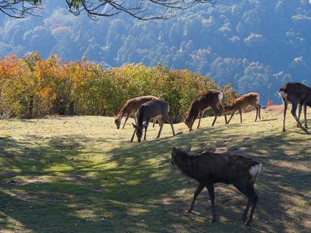 三笠山の鹿 鹿,野生,動物の写真素材