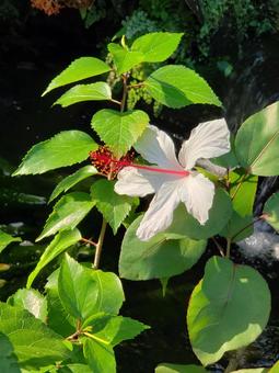 kiss me? kiss me?の写真