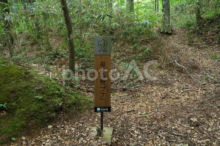 十二湖遊歩道のブナ原生林の表示　母なる樹 白神山地,奥十二湖駅,十二湖の写真素材