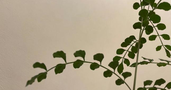 白背景のシマトネリコ3 白背景のシマトネリコ3の写真