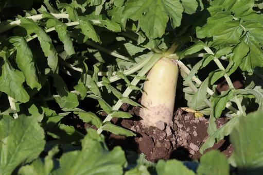 畑の大根（収穫直前） 大根,畑,ダイコンの写真素材