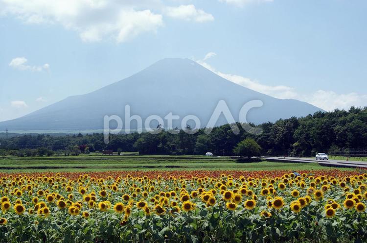 ひまわりと富士山 ひまわり,ヒマワリ,向日葵の写真素材