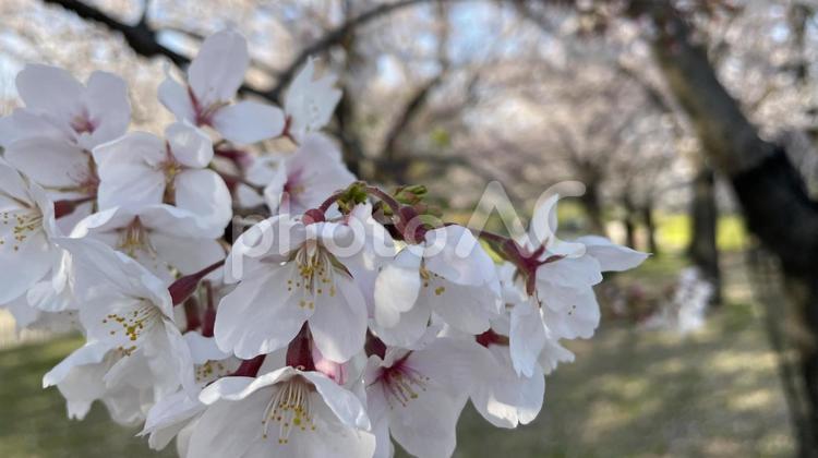大仙公園の桜③ 桜,サクラ,春の写真素材