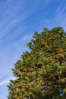 紅葉するアカマツと青空 紅葉,青空,木漏れ日の写真素材