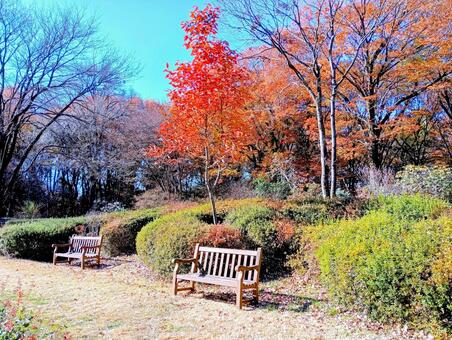 秋の赤城自然園　群馬県渋川市 赤城自然園,秋,紅葉の写真素材
