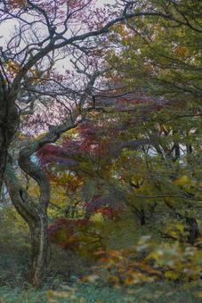 秋の森の彩り 秋,紅葉,森の写真素材