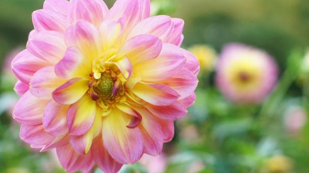 秋のダリア園-884の写真