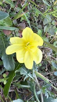 コマツヨイグサ　こまつよいぐさ　 黄色,イエロー,花の写真素材