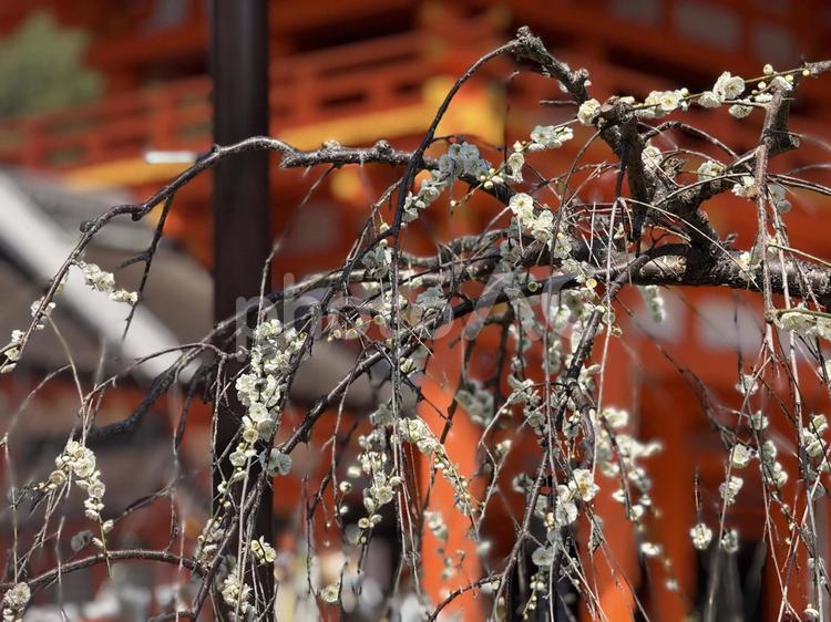 枝垂れ白梅と神社 白梅,花,京都の写真素材