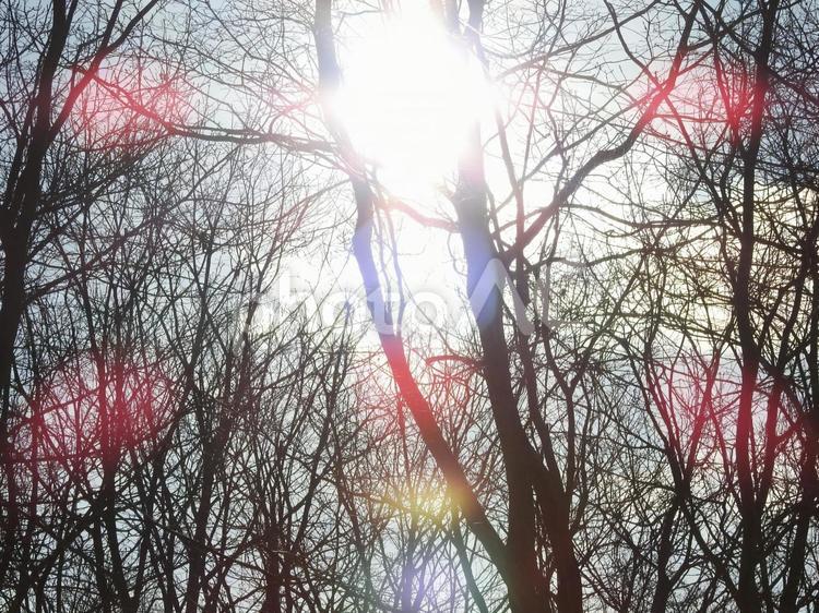 木漏れ日 雪,枯れ木,冬の写真素材