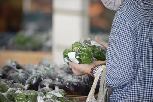 ピーマン ピーマン 農産物,イメージ,素材の写真素材