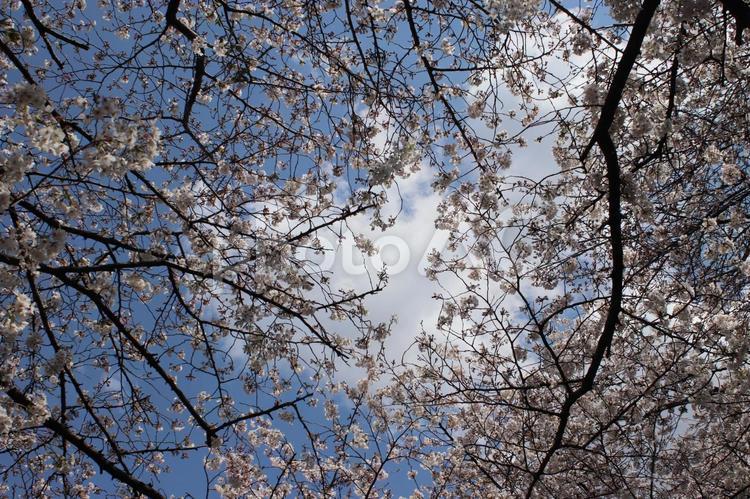 桜の木の下から見上げた青空 桜,春,満開の写真素材