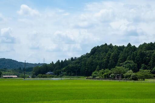 夏の緑豊かな田園地帯と無人駅のホーム 夏,田んぼ,青空の写真素材