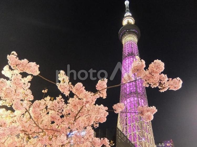 スカイツリーと河津桜7 夜桜,スカイツリー,河津桜の写真素材