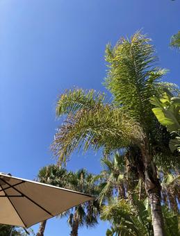 南国のリゾート地 南国,ヤシの木,パラソルの写真素材