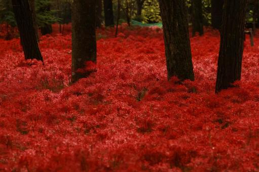 曼殊沙華 曼殊沙華 曼殊沙華,秋,マジュシャカの写真素材
