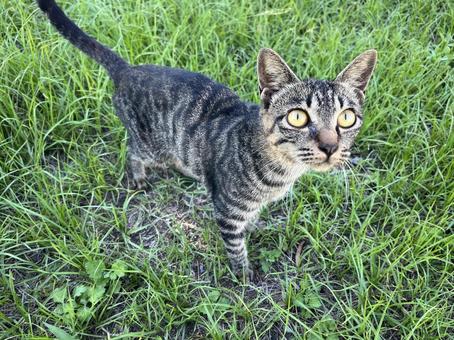 草むらにいた野良猫8 草むらにいた野良猫8 猫,野良猫,子猫の写真素材