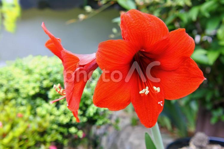 赤いアマリリスの花 アマリリス,赤い花,大きい花の写真素材