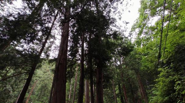 山の木々 木,木々,景色の写真素材