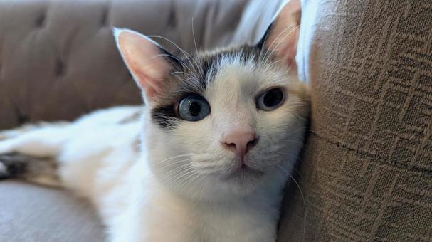のんびり猫ちゃん のんびり猫ちゃん 猫,動物,キャットの写真素材