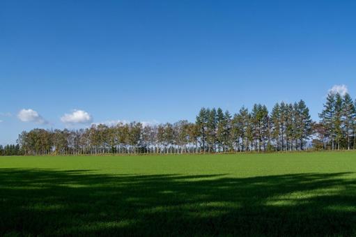 広大な緑の畑と秋の澄んだ空 牧草地,大地,青空の写真素材