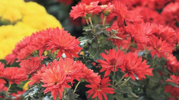 楽寿園の菊まつりにて 菊,秋,花の写真素材