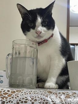 ネコの日常 猫,可愛い,ペットの写真素材