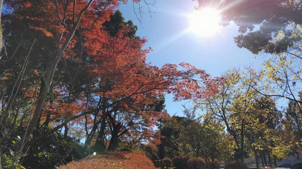 紅葉と太陽の写真