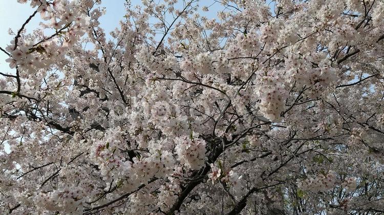 3月の桜 自然,春,桜の写真素材
