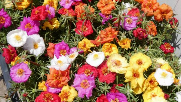 Colorful summer flower Matsuba Botan, JPG