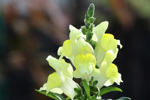 金魚草 植物,草花,花びらの写真素材