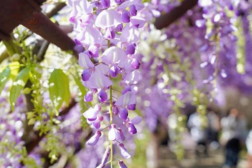 藤の花 藤の花 春,ふじ,風景の写真素材